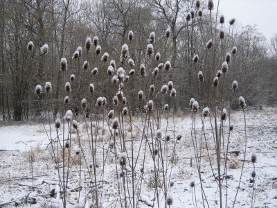 Winterbild Au.jpg